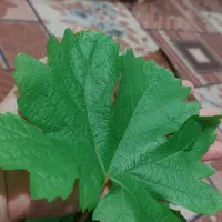 برگ مو تازه نوبر