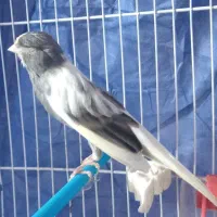 فروش یک عدد قناری نر درشت و بخون|پرنده|قائمشهر, |دیوار