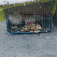 خرگوش باهوش و زرنگ سفید بفروش میرسد