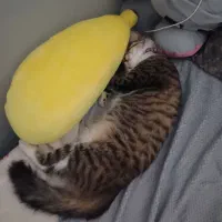 واگذاری گربهDSH|گربه|بابل, |دیوار