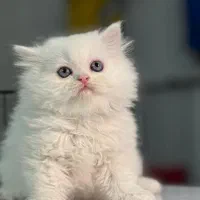 دنیای گربه های خاص آپارتمانی(پرشین بریتیش اسکاتیش)|گربه|مشهد, سجاد شهر|دیوار