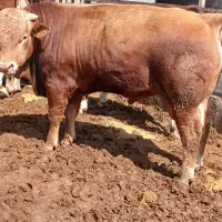 گوساله سیمینتال پروار شده تعداد ۴۰ راس