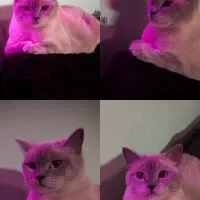 اسکاتیش جفت|گربه|گرگان, |دیوار