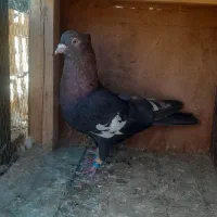 سرک،افشون،دورگ