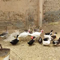 غاز.اردک.