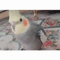 عروس هلندی خاکستری|حیوانات|سنگر, |دیوار