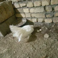 کبوتر دم چتری ماده|پرنده|خمینیشهر, |دیوار