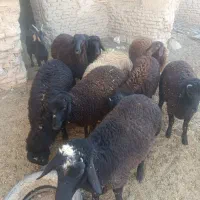 بره نر افشار