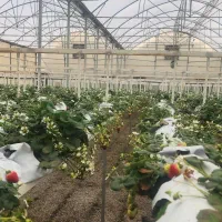 نیروی کار خانم و آقا جهت کار در گلخانه