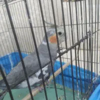 عروس هلندی سخنگو|پرنده|مریوان, |دیوار