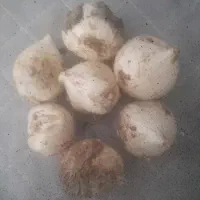 موسیر باقیمت خوب