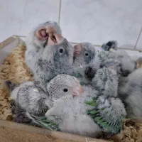 فروش جوجه راهب، گرینچیک، شاه طوطی ، خورشیدی