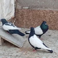 سینه سیاه|پرنده|اهواز, عین ۲|دیوار