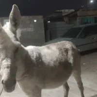 الاغ ماده جوان مخصوص گله