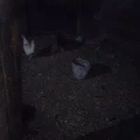 ۵عدد مرغ روستا تخمی یک عدد خوروس محلی نژاد اصل|حیوانات مزرعه|عجب شیر, |دیوار