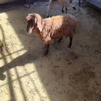 فروش گوسفند زنده با خدمات کامل و رایگان|حیوانات مزرعه|تهران, آذری|دیوار