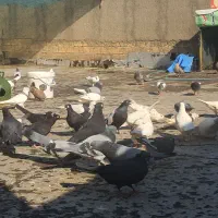 کبوتر