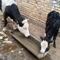 گاو شیری باگوساله