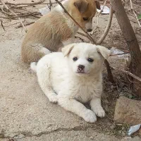 توله سگها|سگ|کبودرآهنگ, |دیوار