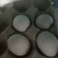 تخم لاری اصل