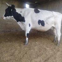 گستر گاو یک زه