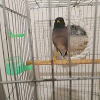 جوجه مینا 7ماه