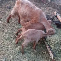 گوسفند داشتی