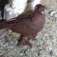 ککیلی ماده.طوقی کله سبزهردوتاش صیدشده.