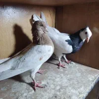 طوقی نر معاوضه|پرنده|داراب, |دیوار