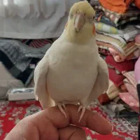 عروس هلندی نروماد