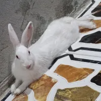 خرگوش