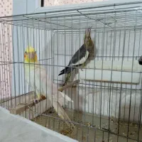 دو عدد عروس هلندی