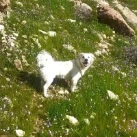 سگ پامر اشپیتز عقیم شده شناسنامه دار