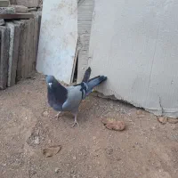 کبوترسبز|پرنده|شهرکرد, |دیوار