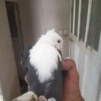 جفت کله سفید