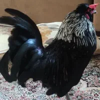 جفت مرغ مینیاتوری بلک