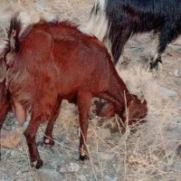 بز رشتی