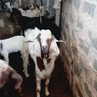 پاچن گوشتی. نسلی|حیوانات مزرعه|نیک شهر, |دیوار