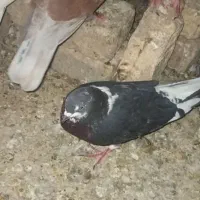 سلام چندعددکبوترفروش میرسددونه ۳۰۰