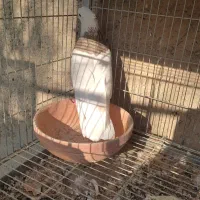 نراجری|پرنده|باغ بهادران, |دیوار