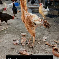 مرغ وخروس محلی نژاد دار وخروس لاری اصل