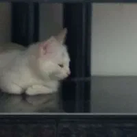 واگذاری گربه