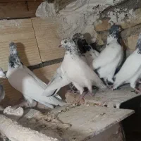 کبوتر عالی پرشی خال گرد