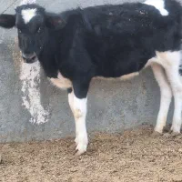 گوساله ماده و گوساله نر