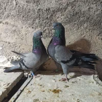 کبوترتی ماهی