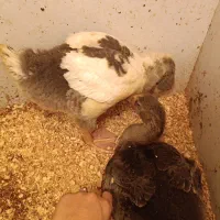 غاز ۲ ماهه زینتی و زیبا