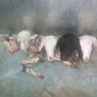 کله پاچه بره و بزغاله و چبش