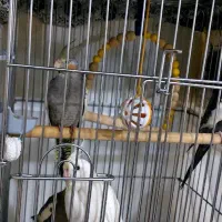 عروس هلندی مولدوتخم گذار