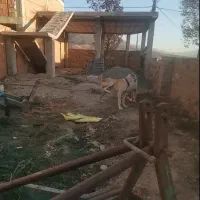 سگ الابای 2ساله|سگ|آزادشهر, |دیوار