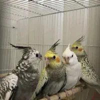 جوجه عروس هلندی دون خور